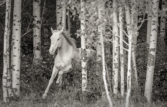Equine, Cowboy, Unicorn & Little Cowfolk portrait photo shoot mt shasta northern california