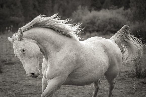 Equine, Cowboy, Unicorn & Little Cowfolk portrait photo shoot mt shasta northern california