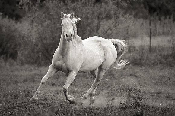 Equine, Cowboy, Unicorn & Little Cowfolk portrait photo shoot mt shasta northern california