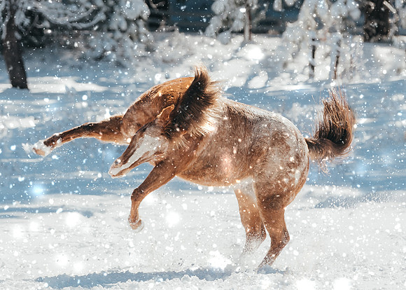Equine, Cowboy, Unicorn & Little Cowfolk portrait photo shoot mt shasta northern california