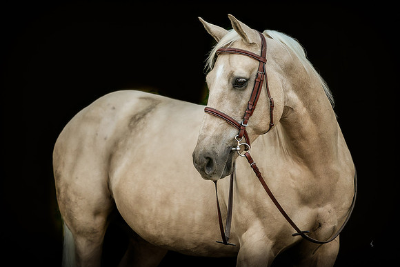 Equine, Cowboy, Unicorn & Little Cowfolk portrait photo shoot mt shasta northern california
