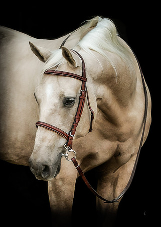 Equine, Cowboy, Unicorn & Little Cowfolk portrait photo shoot mt shasta northern california