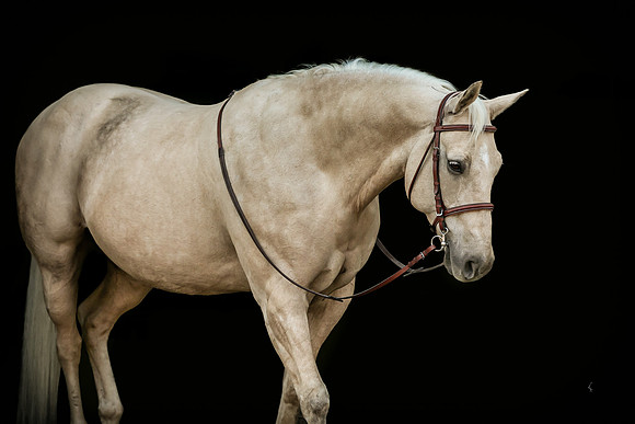 Equine, Cowboy, Unicorn & Little Cowfolk portrait photo shoot mt shasta northern california