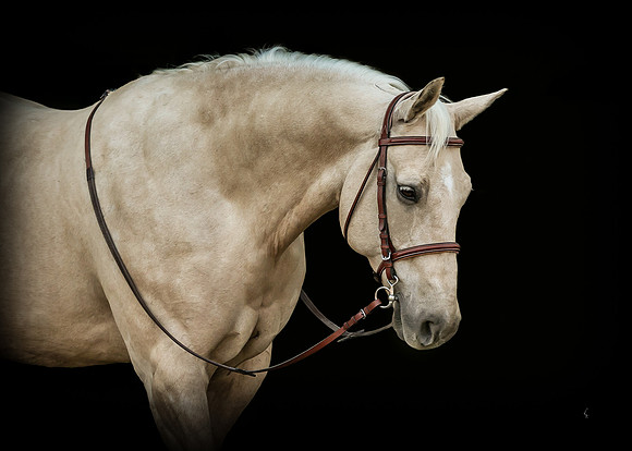 Equine, Cowboy, Unicorn & Little Cowfolk portrait photo shoot mt shasta northern california