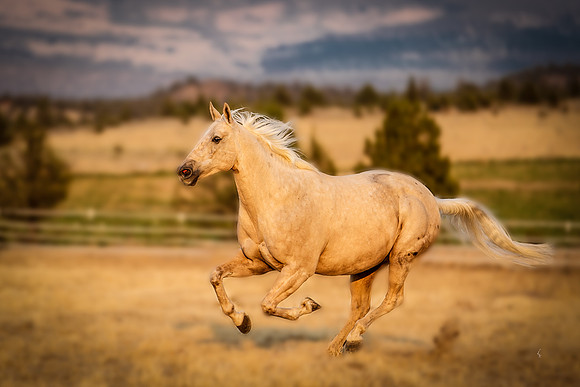 Equine, Cowboy, Unicorn & Little Cowfolk portrait photo shoot mt shasta northern california