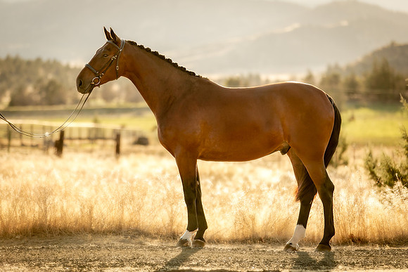Equine, Cowboy, Unicorn & Little Cowfolk portrait photo shoot mt shasta northern california