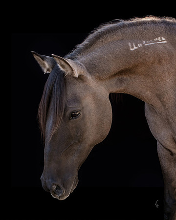 Equine, Cowboy, Unicorn & Little Cowfolk portrait photo shoot mt shasta northern california
