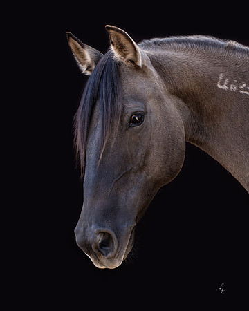 Equine, Cowboy, Unicorn & Little Cowfolk portrait photo shoot mt shasta northern california