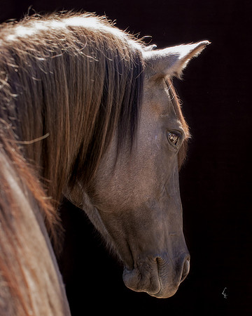 Equine, Cowboy, Unicorn & Little Cowfolk portrait photo shoot mt shasta northern california