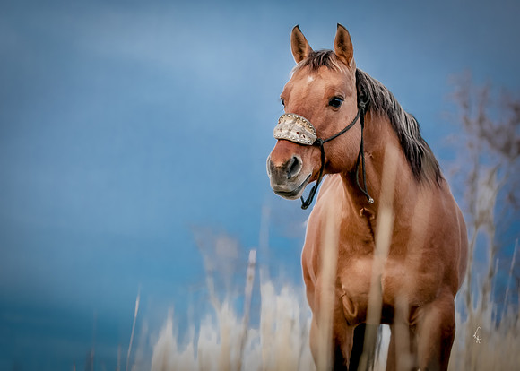 Equine, Cowboy, Unicorn & Little Cowfolk portrait photo shoot mt shasta northern california