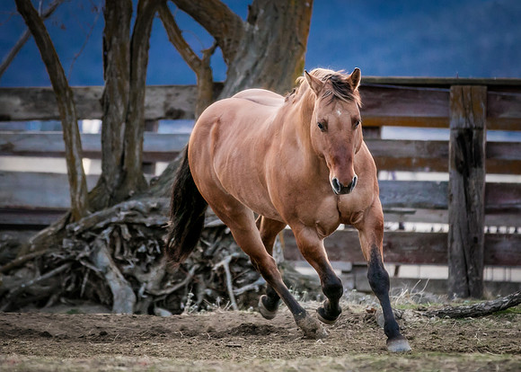 Equine, Cowboy, Unicorn & Little Cowfolk portrait photo shoot mt shasta northern california