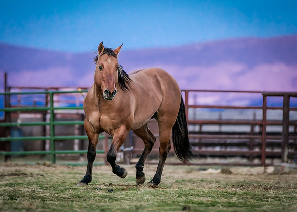 Equine, Cowboy, Unicorn & Little Cowfolk portrait photo shoot mt shasta northern california