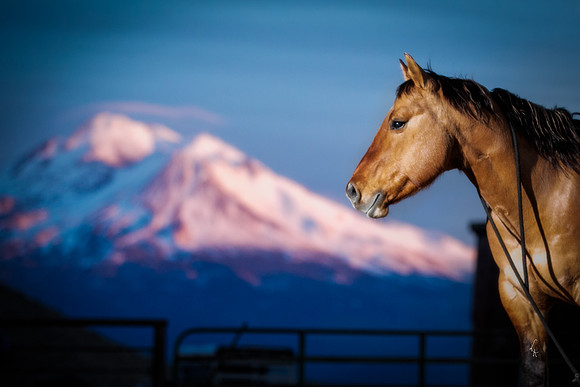 Equine, Cowboy, Unicorn & Little Cowfolk portrait photo shoot mt shasta northern california