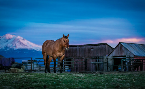 Equine, Cowboy, Unicorn & Little Cowfolk portrait photo shoot mt shasta northern california