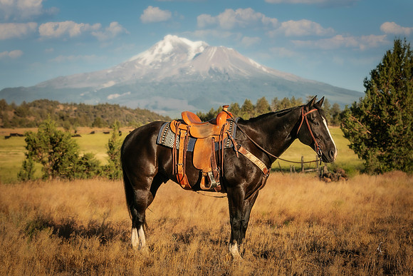 Equine, Cowboy, Unicorn & Little Cowfolk portrait photo shoot mt shasta northern california