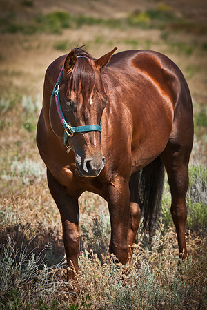 Equine, Cowboy, Unicorn & Little Cowfolk portrait photo shoot mt shasta northern california