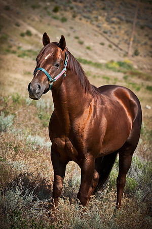 Equine, Cowboy, Unicorn & Little Cowfolk portrait photo shoot mt shasta northern california