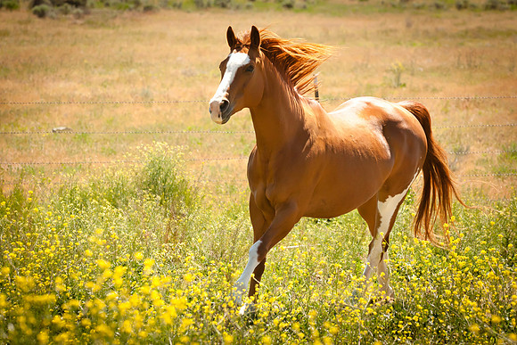 Equine, Cowboy, Unicorn & Little Cowfolk portrait photo shoot mt shasta northern california