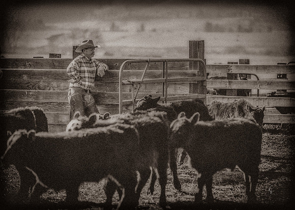 Equine, Cowboy, Unicorn & Little Cowfolk portrait photo shoot mt shasta northern california