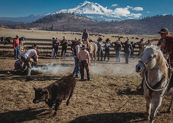 Equine, Cowboy, Unicorn & Little Cowfolk portrait photo shoot mt shasta northern california