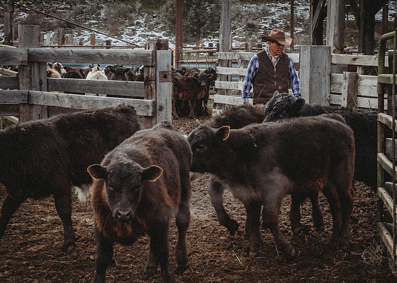 Equine, Cowboy, Unicorn & Little Cowfolk portrait photo shoot mt shasta northern california