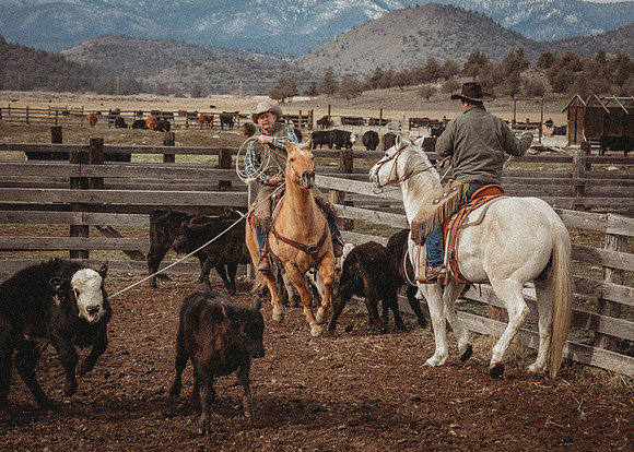 Equine, Cowboy, Unicorn & Little Cowfolk portrait photo shoot mt shasta northern california