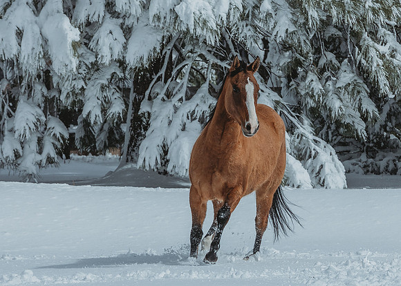 Equine, Cowboy, Unicorn & Little Cowfolk portrait photo shoot mt shasta northern california