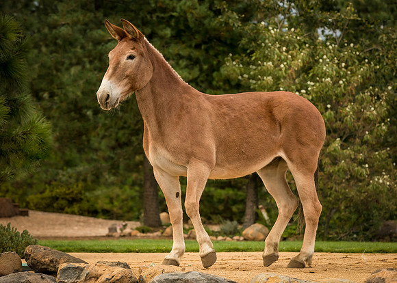 Equine, Cowboy, Unicorn & Little Cowfolk portrait photo shoot mt shasta northern california