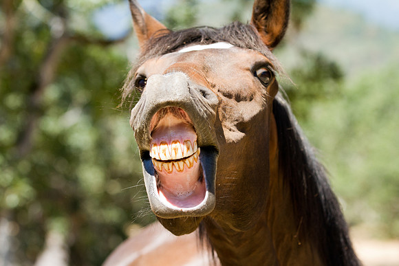Equine, Cowboy, Unicorn & Little Cowfolk portrait photo shoot mt shasta northern california