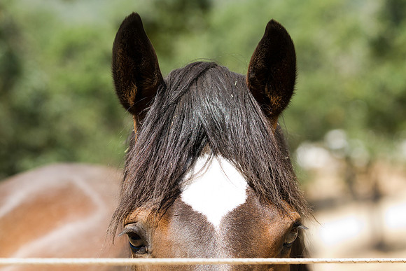 Equine, Cowboy, Unicorn & Little Cowfolk portrait photo shoot mt shasta northern california