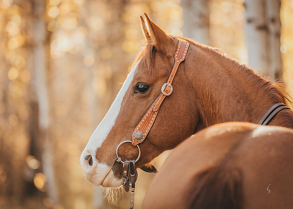 Equine, Cowboy, Unicorn & Little Cowfolk portrait photo shoot mt shasta northern california